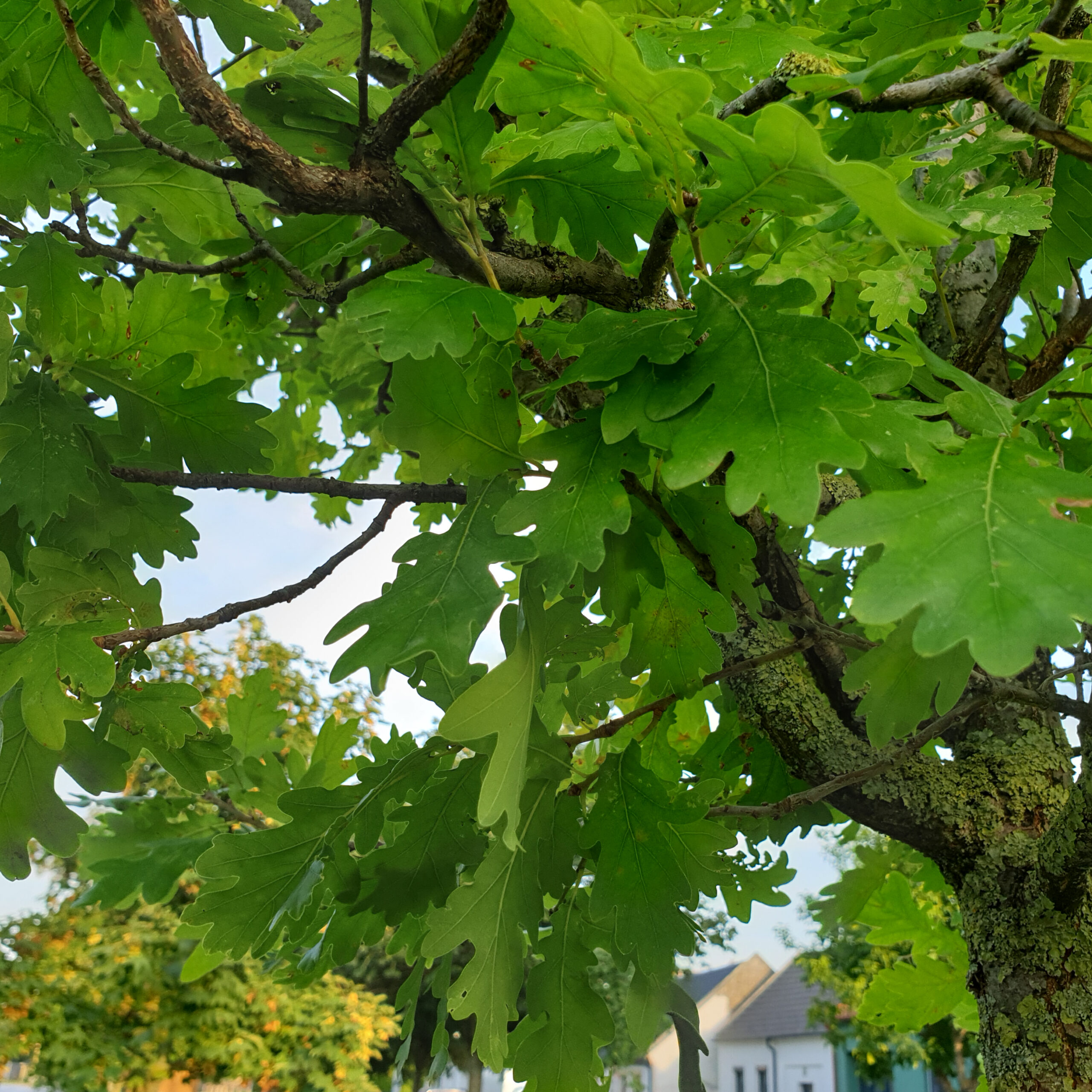 Baumlehrpfad_web-01