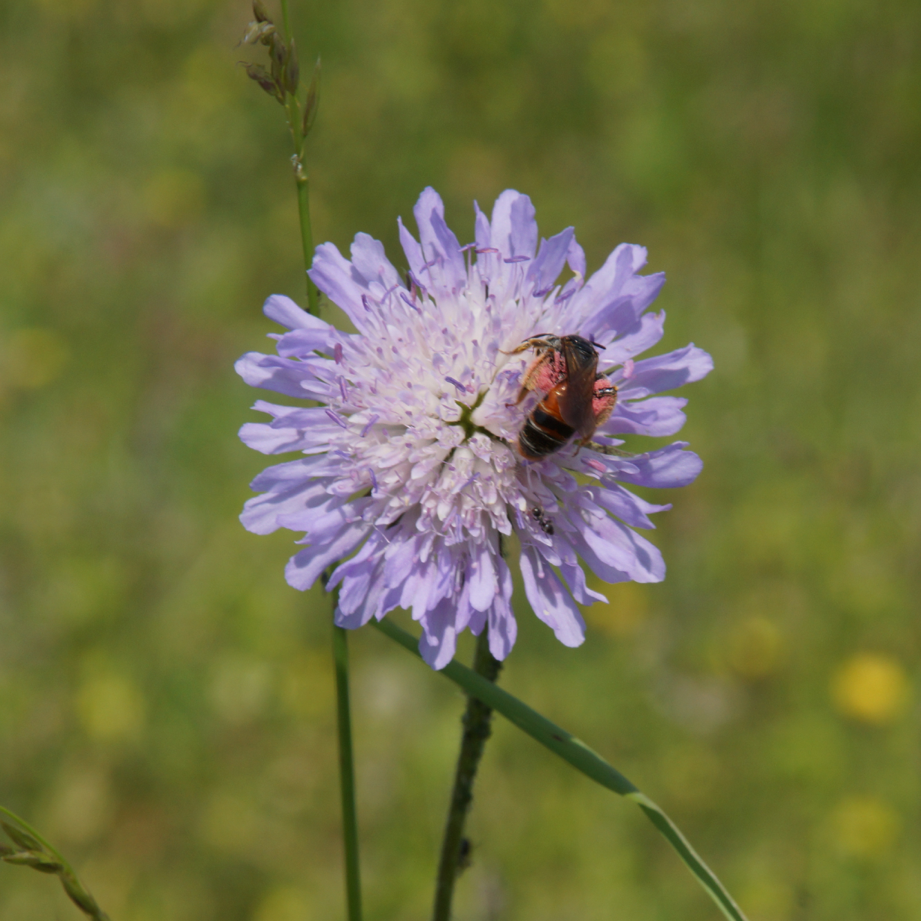 Gattendorf_WEB_Bild-PlanLand-01