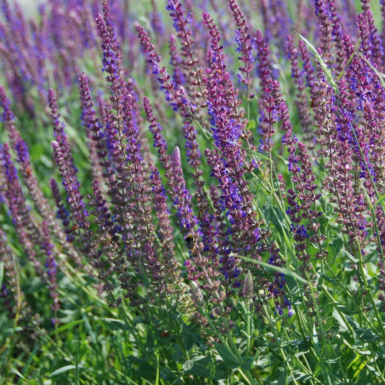 Neudorf_WEB_Bild-PlanLand-01