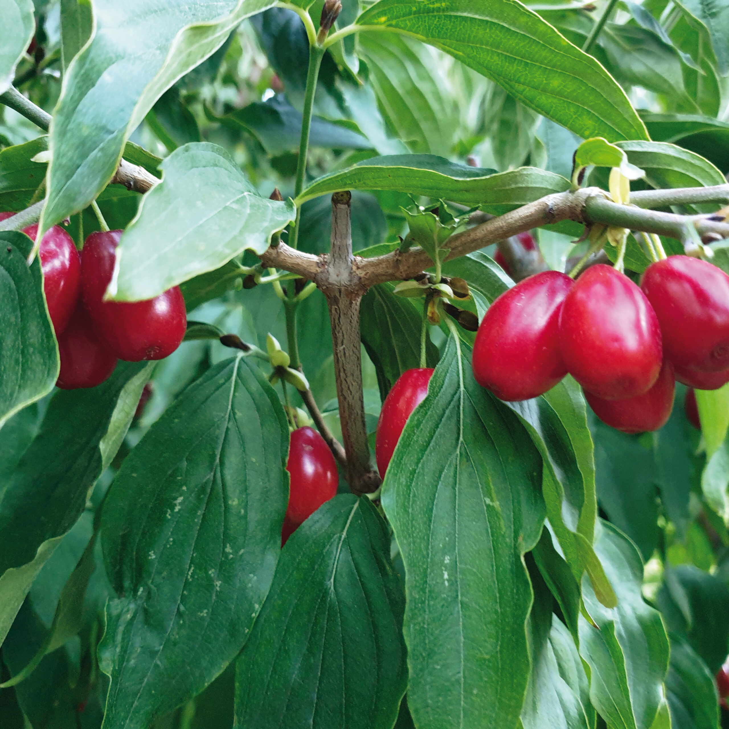 Obstgarten Deutsch Jahrndorf ; Bild von Sabine Tomasits Web