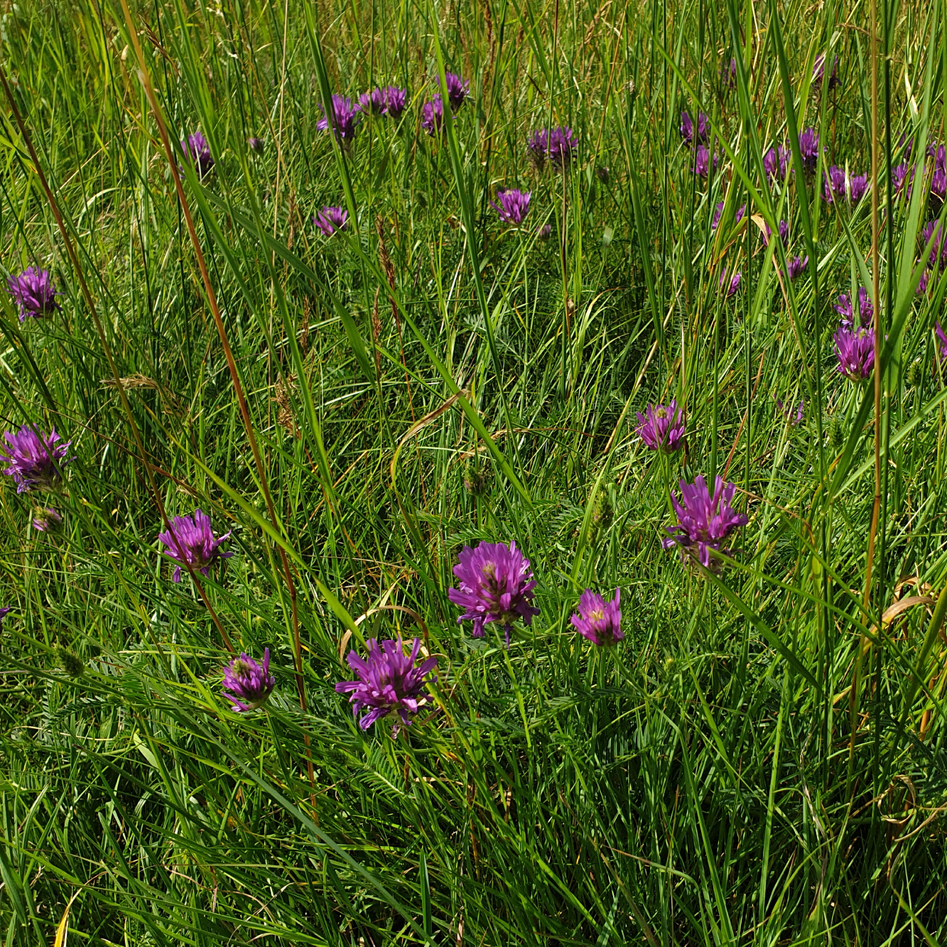 Pama_WEB_Bild-PlanLand-01