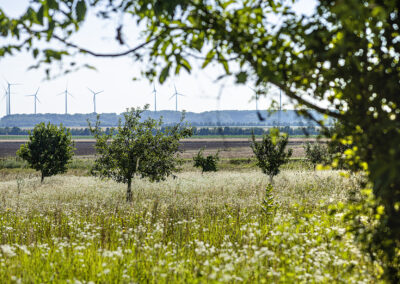 Potzneusiedl©Horvath