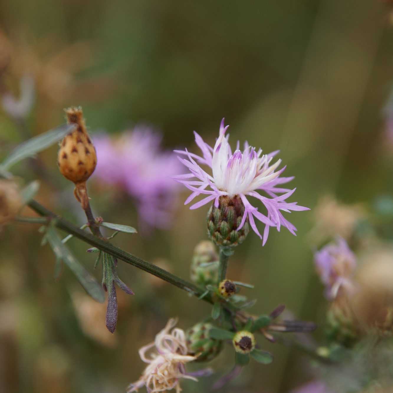 Zurndorf_WEB_Bild-PlanLand-01